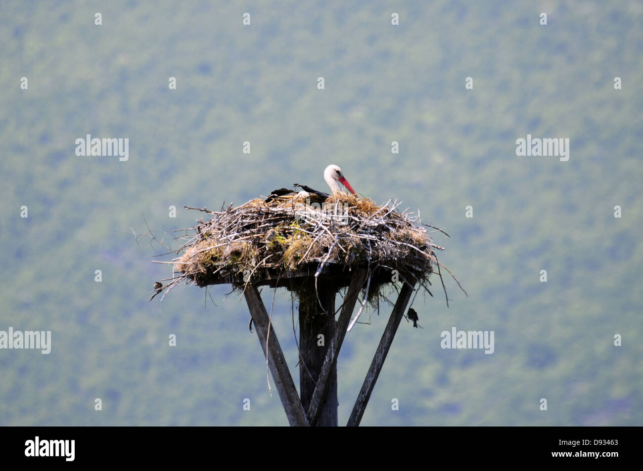 Weißen Storck, Ciconia Ciconia, See Kerkini, Griechenland Stockfoto