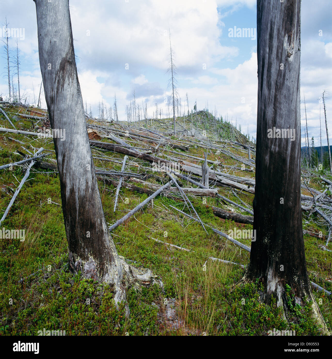 Gefällte Bäume Stockfoto