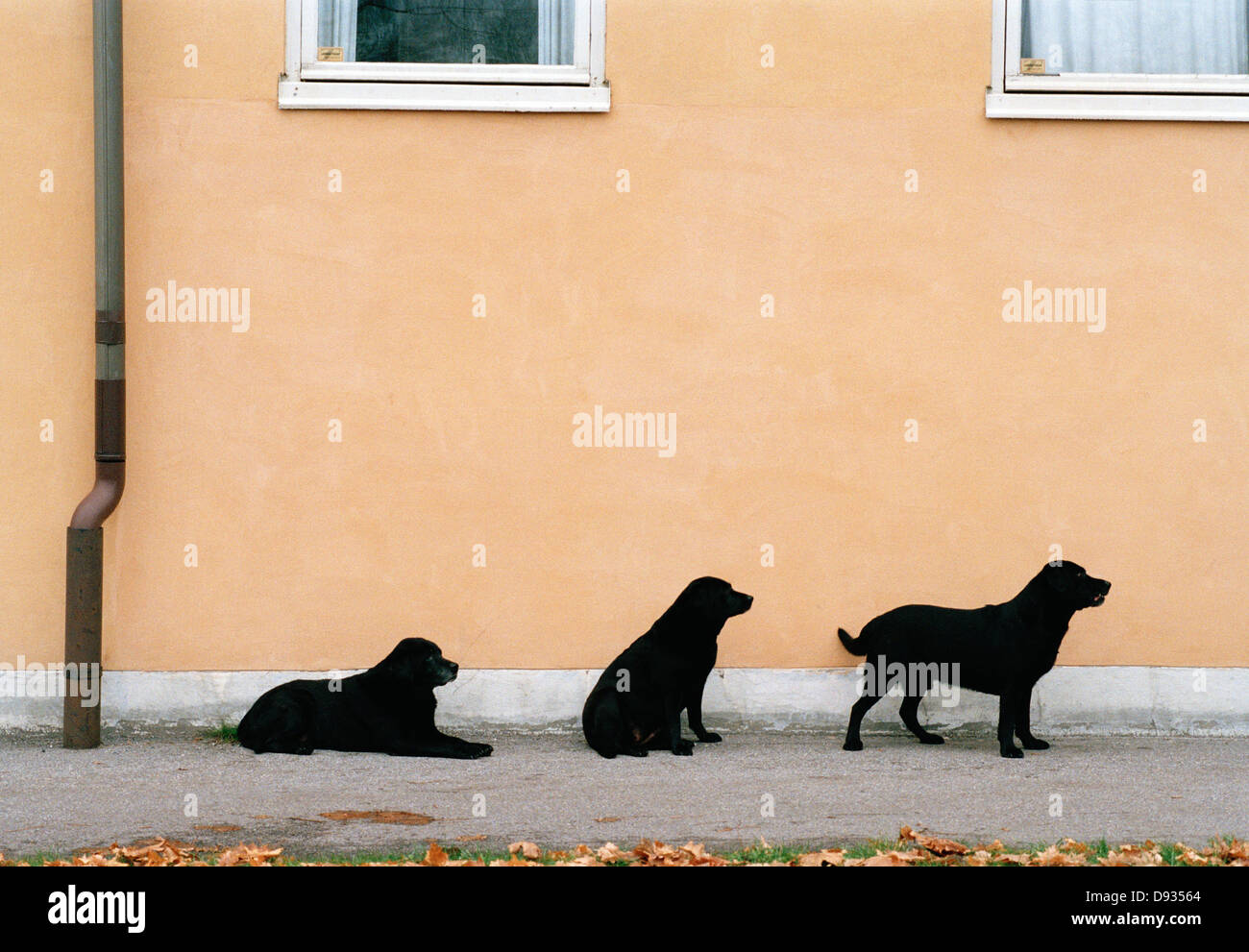 Drei Labrador Retriever, Schweden. Stockfoto