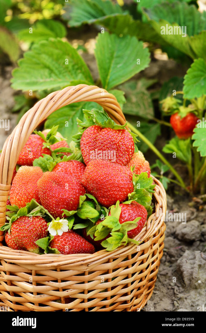 Wicker Korb Narren aus Bio-Erdbeeren auf Garten-Bett Stockfoto