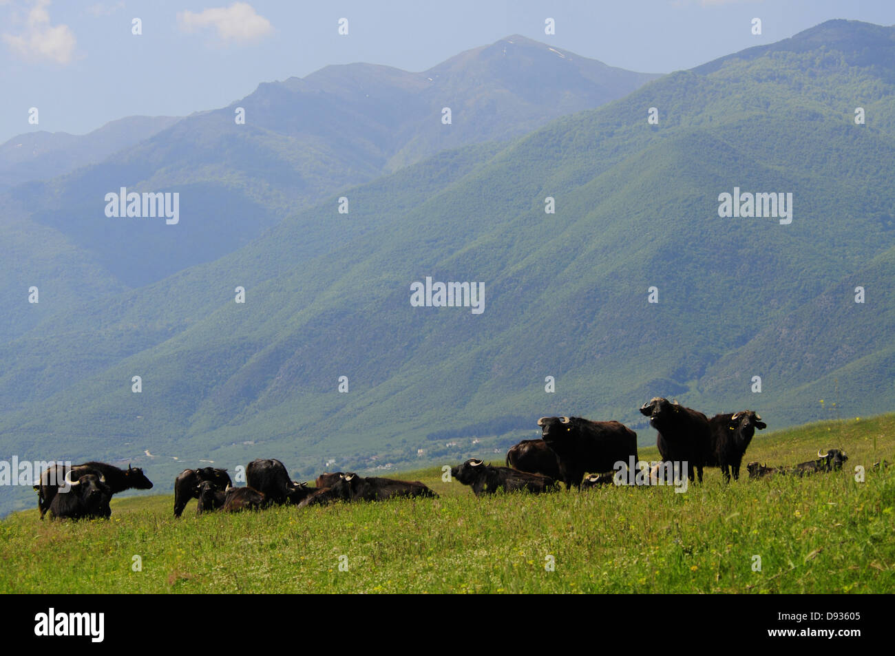 Wasserbüffel, Bubalus Arnee, Fluss Strymonas, Mazedonien, Griechenland Stockfoto