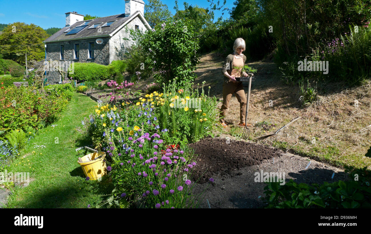 Frau, die im Mai im Juni im Frühling in Wales UK ein Tablett mit Sämlingen zum Verpflanzen in ein Saatbett in ihrem Cottage-Garten trägt Stockfoto