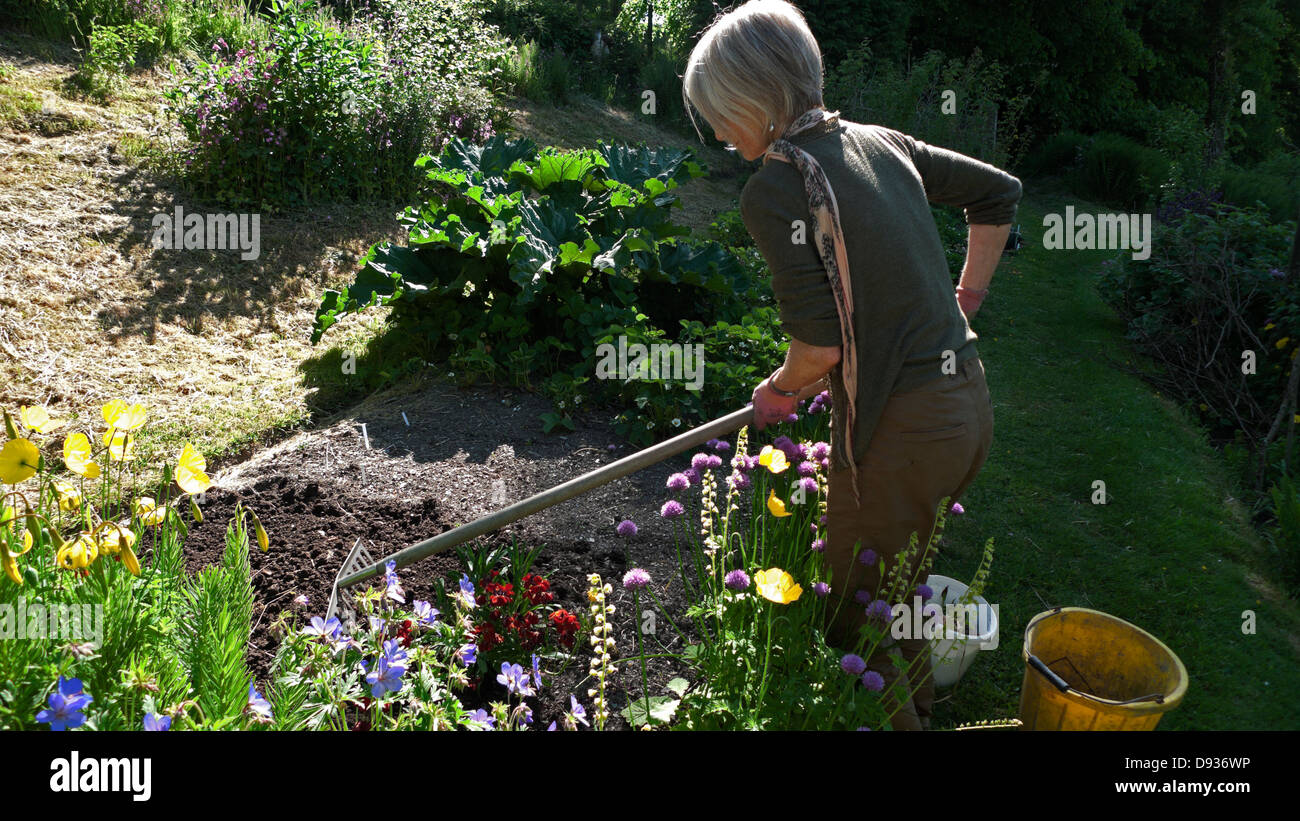 Frau rakelt im Sommer ein Gartensaatbett, um Transplantationspflanzen Carmarthenshire Wales UK zu Pflanzen Stockfoto