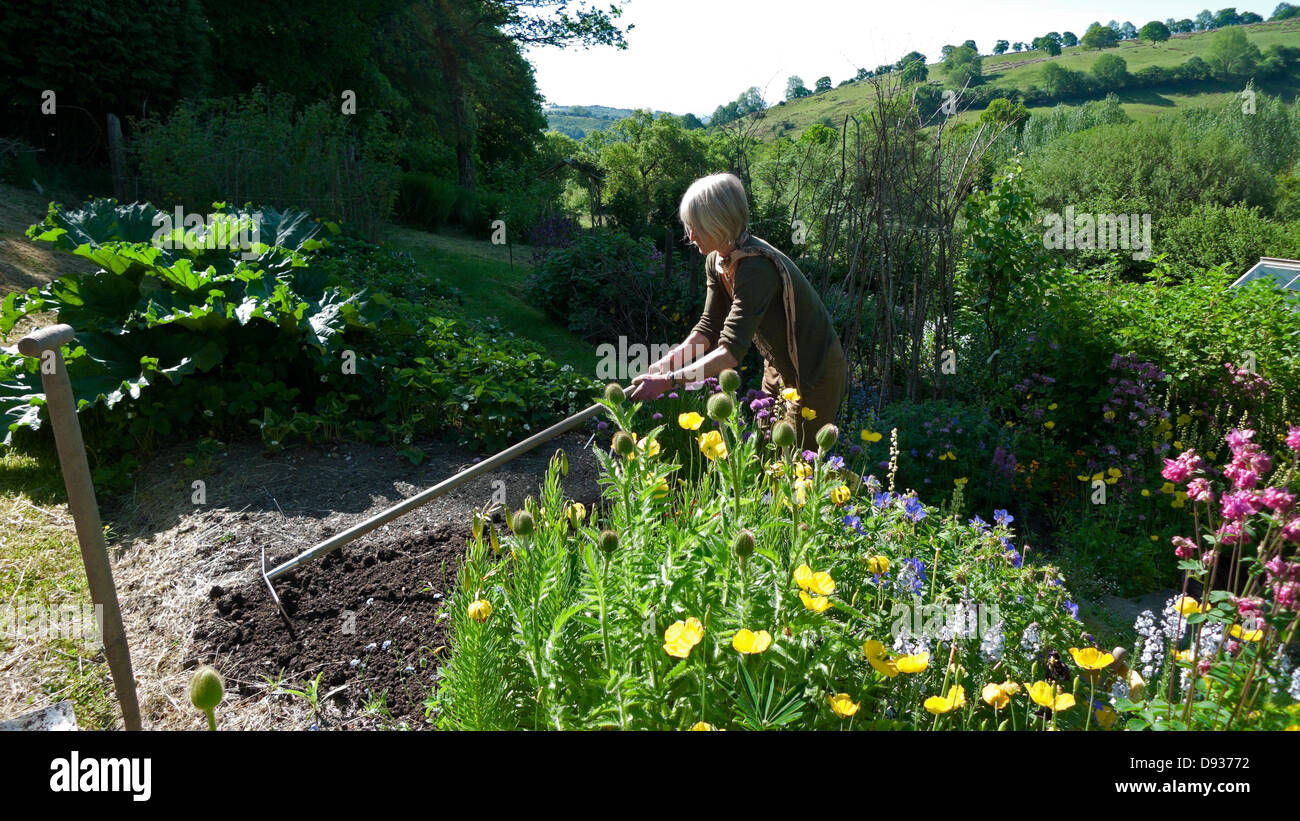 Frau, die im Sommer in Carmarthenshire Wales UK KATHY DEWITT einen Rechen auf einem Blumenbeet in ihrem ländlichen Garten hält Stockfoto
