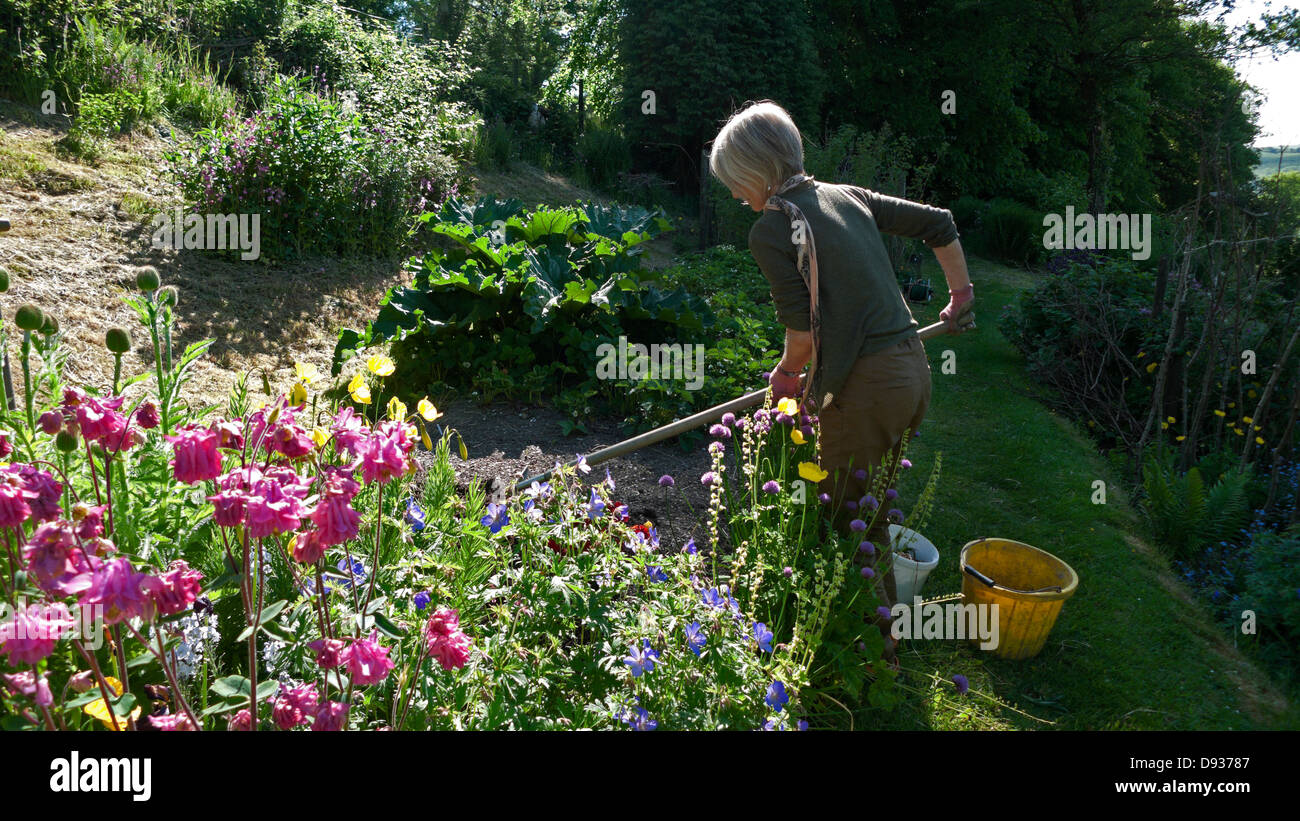 Frau harken Saatgut Bett neben Rosa aquilegias in einem gemischten Blume Garten im Sommer zu pflanzen Sämlinge Carmarthenshire Wales UK KATHY DEWITT Stockfoto