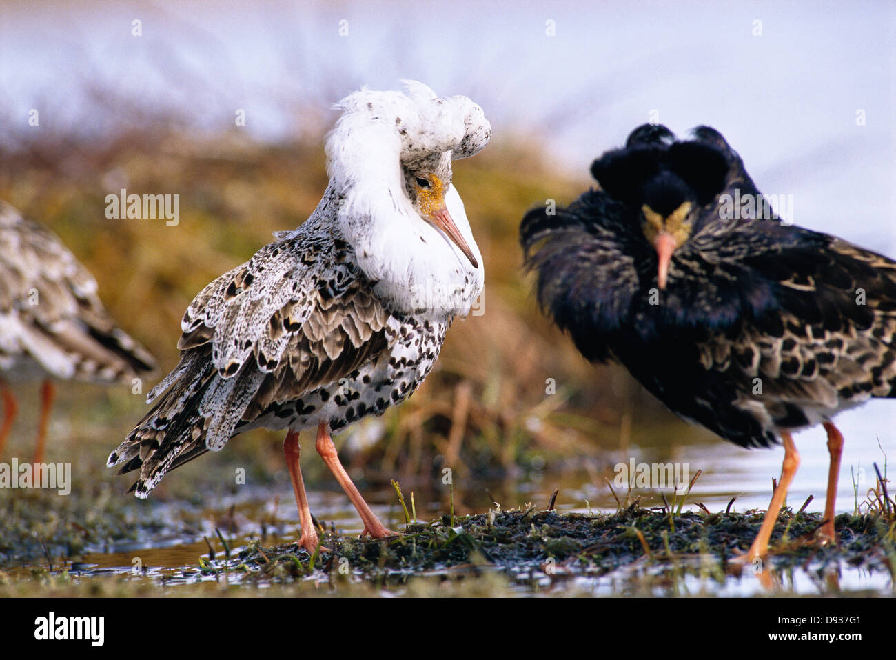 Zwei Kaulbarsche. Stockfoto