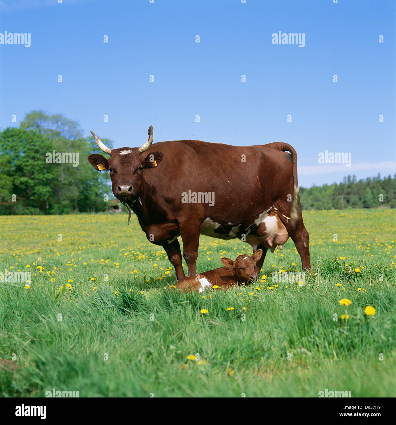 Kuh und Kalb auf der Weide Stockfoto