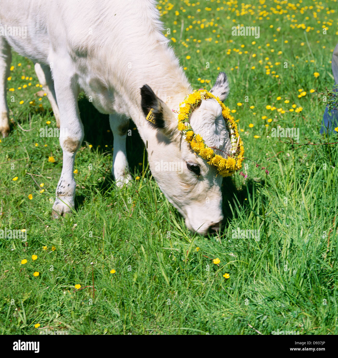 Kuh Weiden im Feld Stockfoto