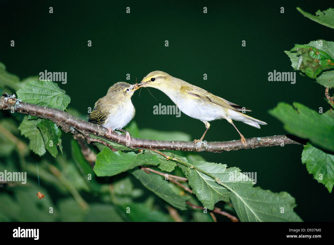 Wood Warbler Fütterung Jungvogel, Schweden. Stockfoto