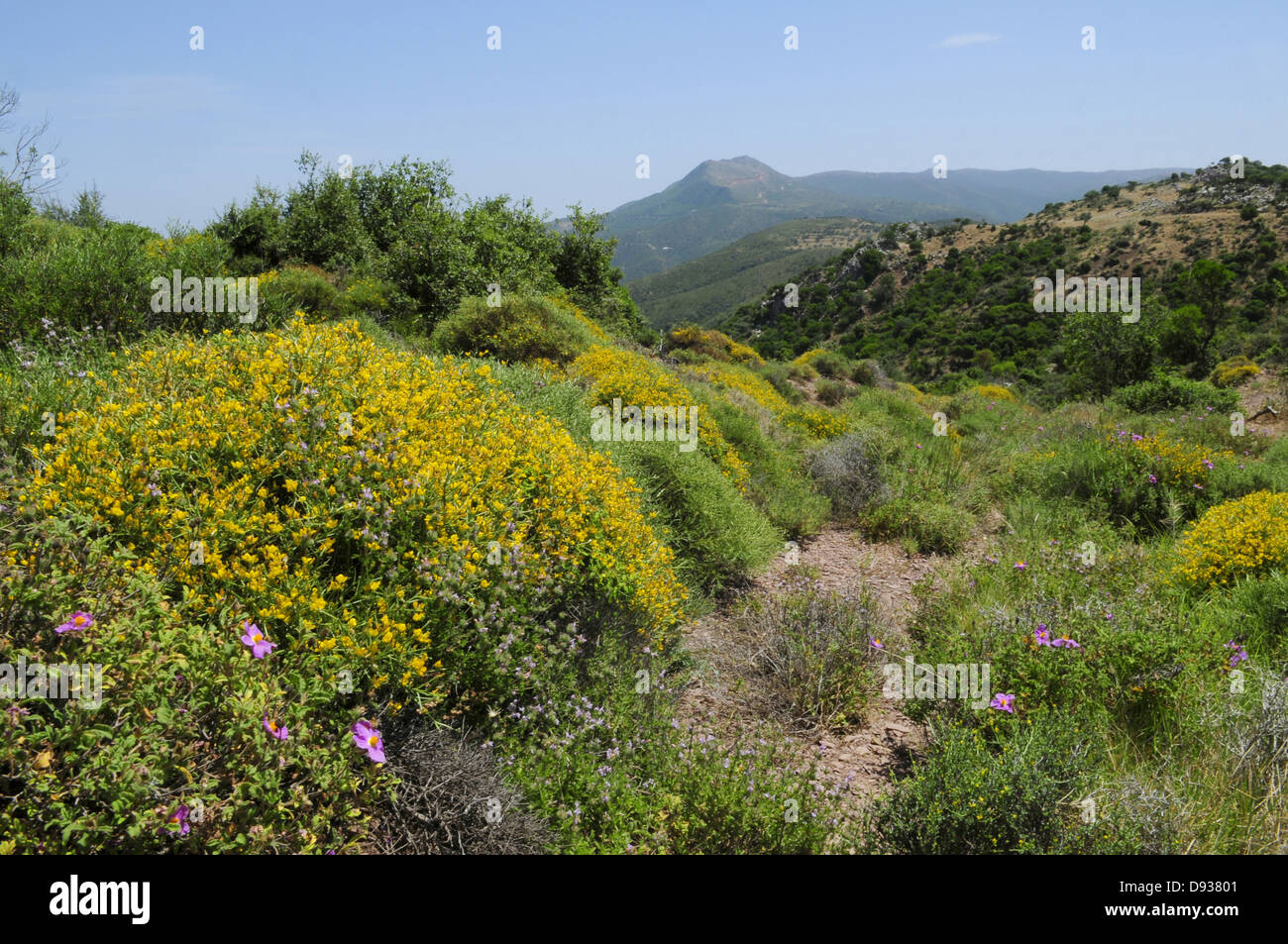Landschaft, Argolis, Peloponnes, Griechenland Stockfoto