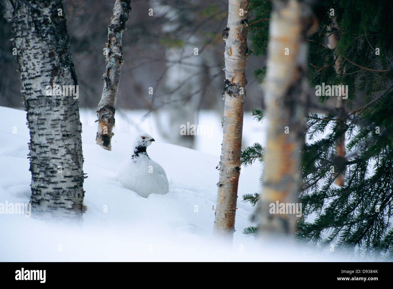 Moorschneehuhn in Birkenholz. Stockfoto