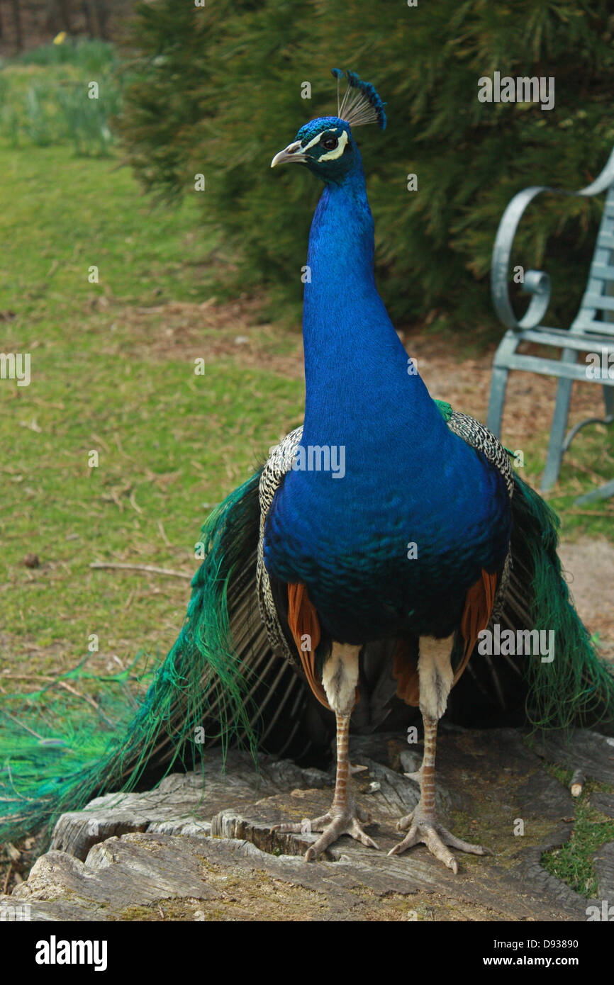 Englische Pfau Stockfoto