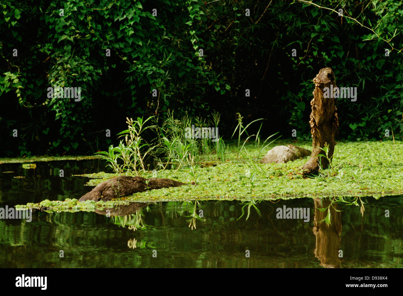 Blick auf Teich mit üppiger Vegetation Stockfoto