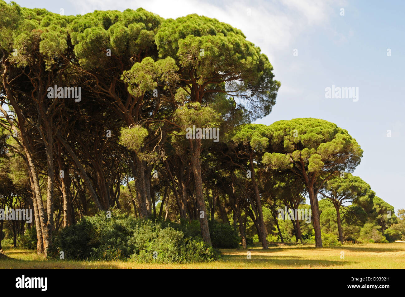 Zirbenholz, Pinus Pinea, in der Nähe von Patras, Peloponnes, Griechenland Stockfoto