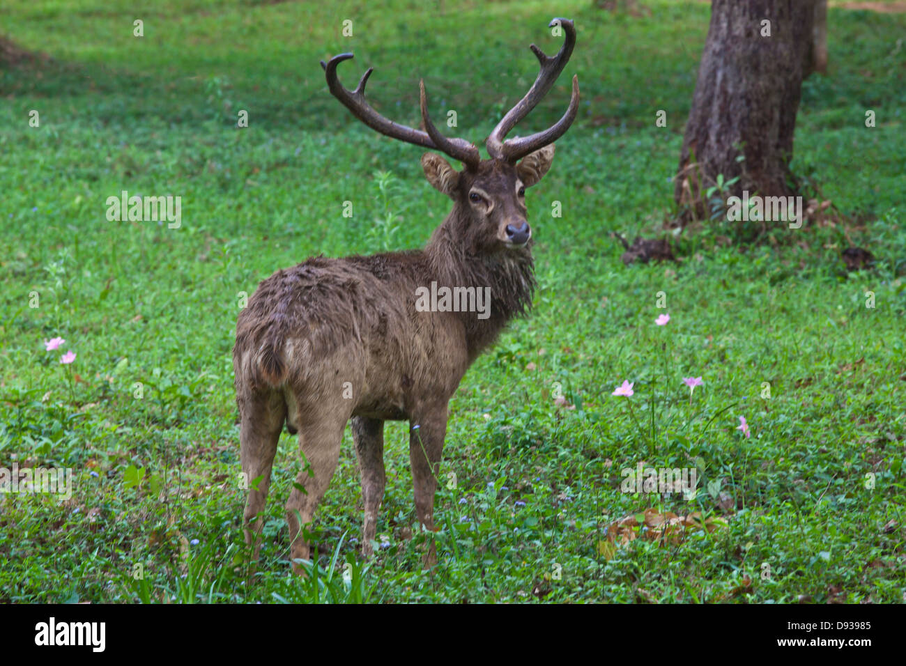 Ein Hirsch am KANDAWGYI NATIONALGARTEN in PYIN U LWIN auch bekannt als MAYMYO - MYANMAR Stockfoto