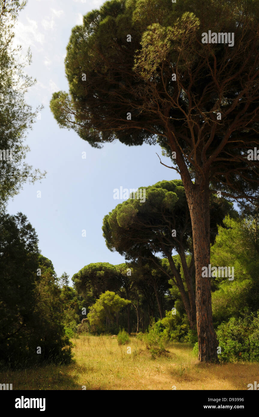 Zirbenholz, Pinus Pinea, in der Nähe von Patras, Peloponnes, Griechenland Stockfoto