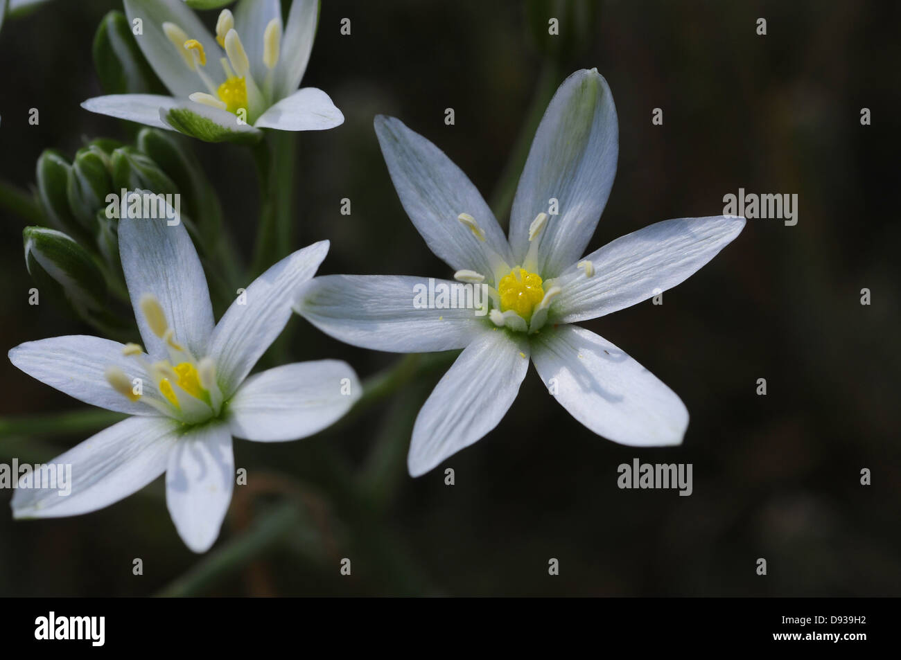 Ornithogalum Montanum, Peloponnes, Griechenland Stockfoto