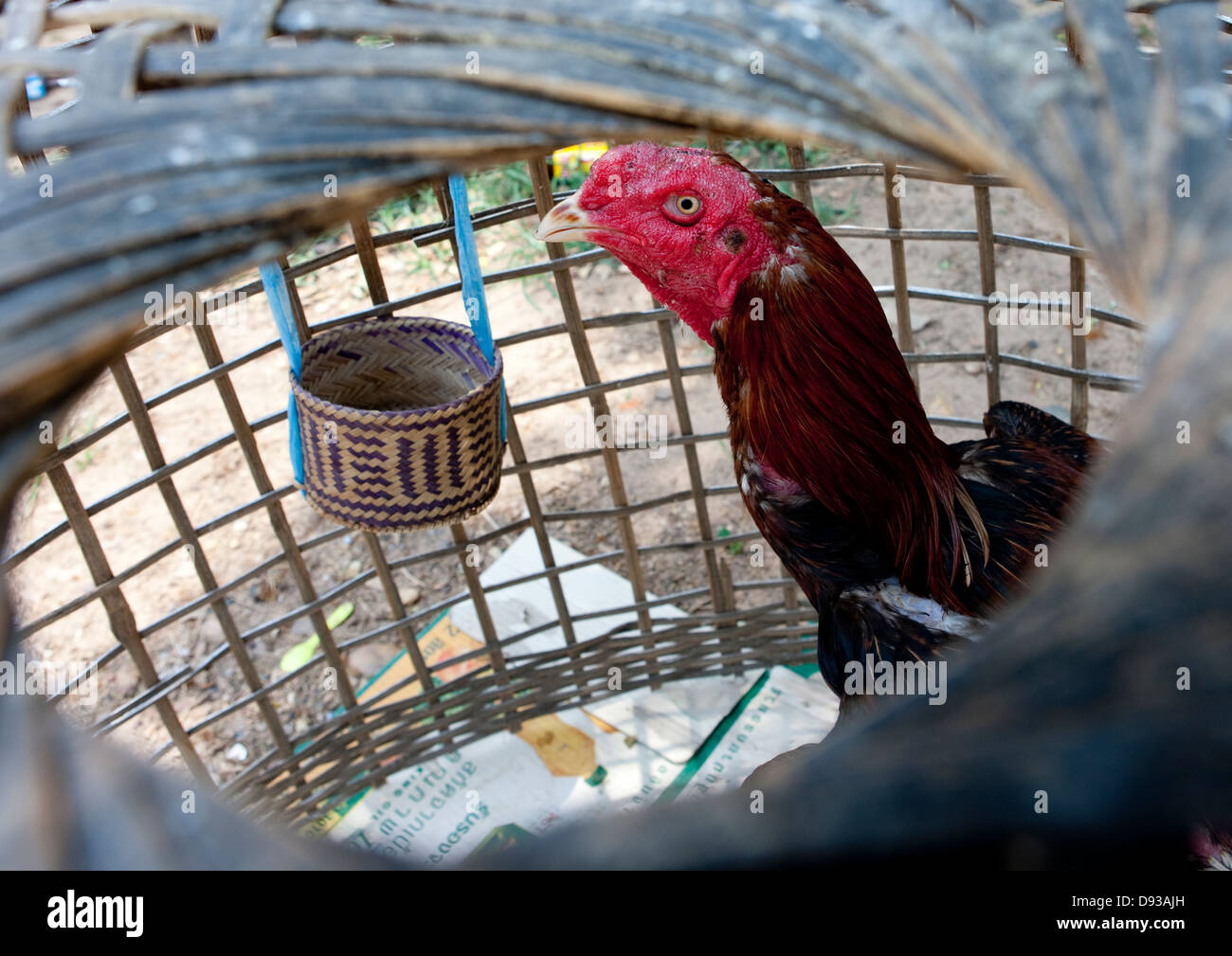 Hahn, Pakse, Laos zu kämpfen Stockfoto