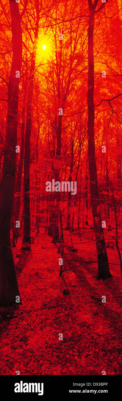 Dichten Wald Stockfoto