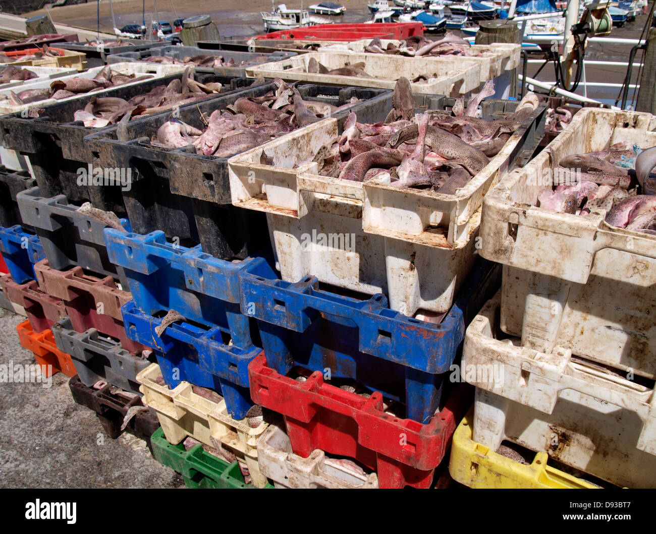 Kisten von Katzenhai am Hafen, Ilfracombe, Devon, UK 2013 Stockfoto