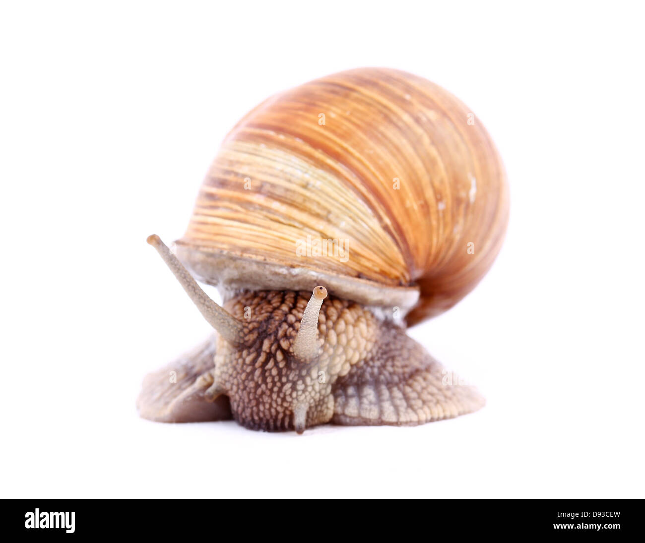 Schnecke, isoliert Stockfoto