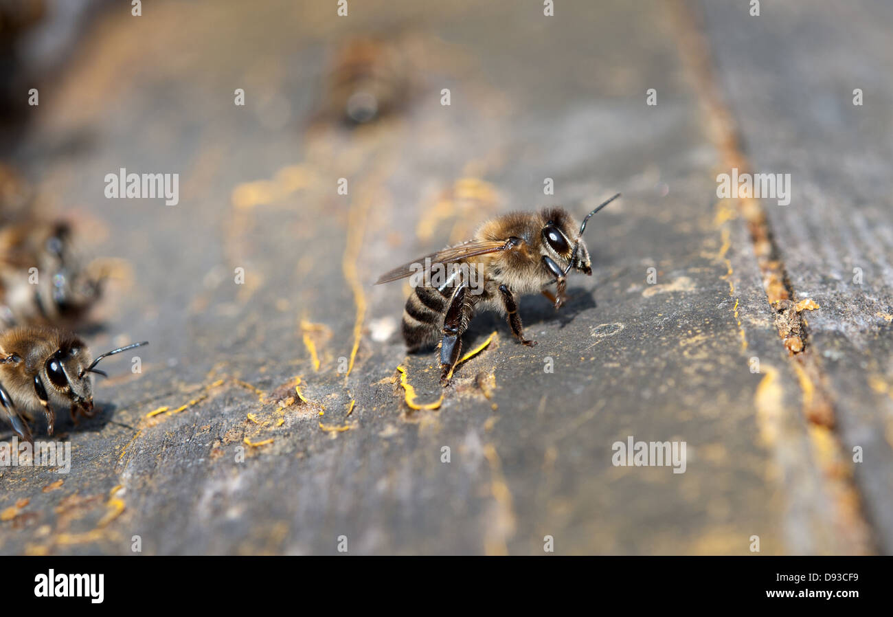 Nahaufnahme von den Bienen im Bienenstock an Loch Stockfoto