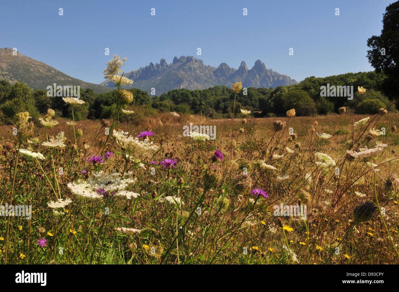 Aiguilles de Bavella, Blick vom Quenza, Col de Bavella, Alta Rocca Region, Corse-du-Sud, Korsika, Frankreich Stockfoto
