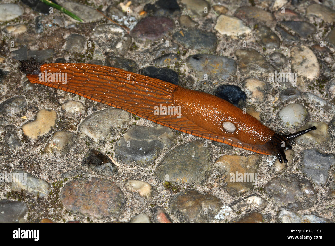 Ein killer Geschoß, close-up. Stockfoto