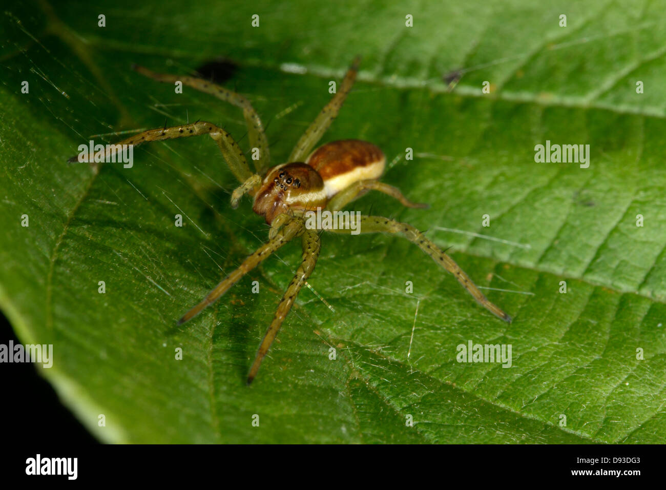 Eine Spinne auf einem Blatt, close-up. Stockfoto
