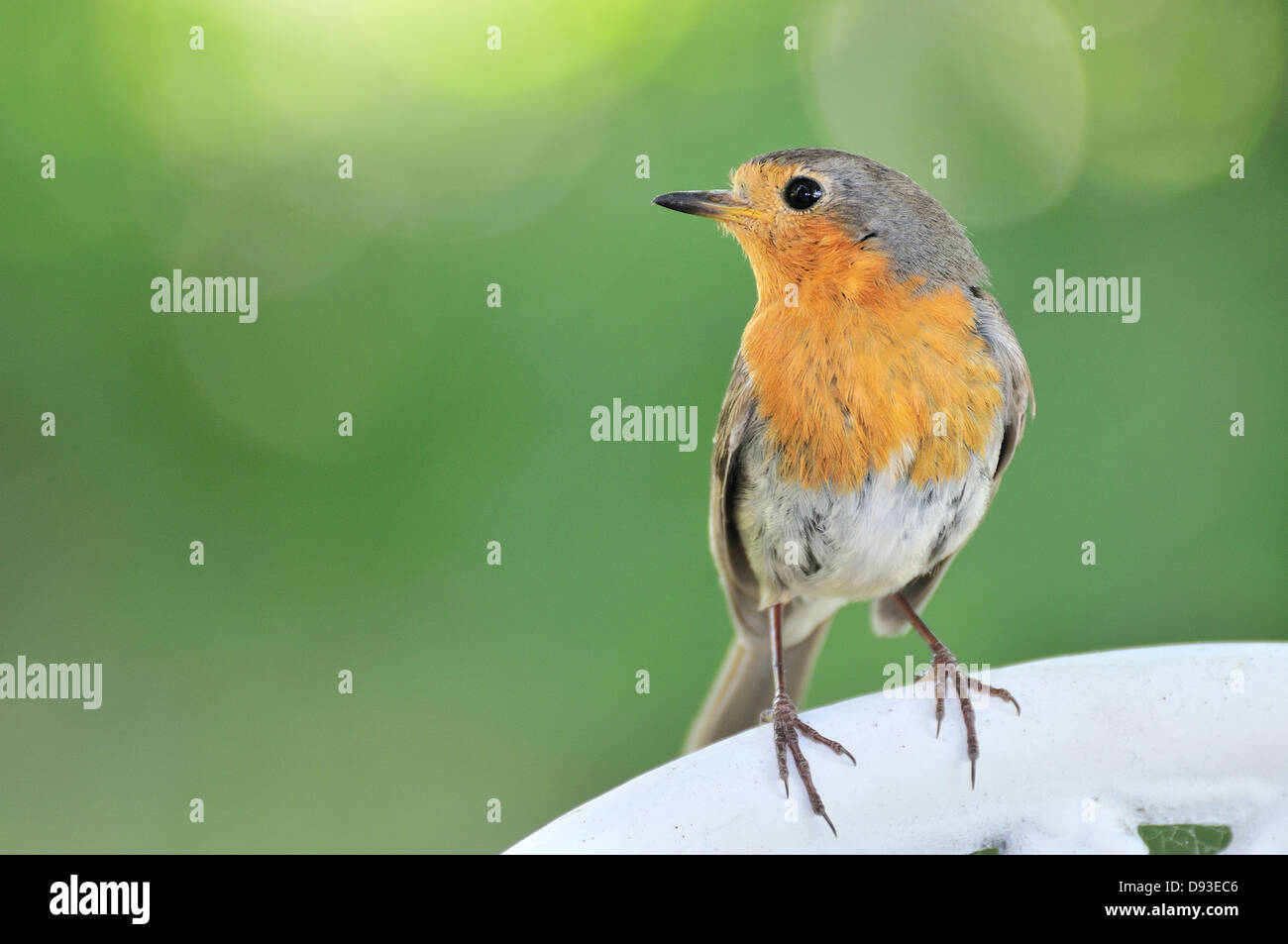 Robin, close-up. Stockfoto