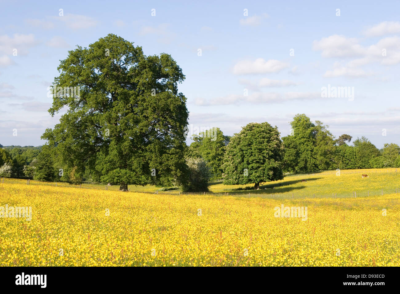 Wilde Butterblume Felder in Hampshire (U.K.) Stockfoto