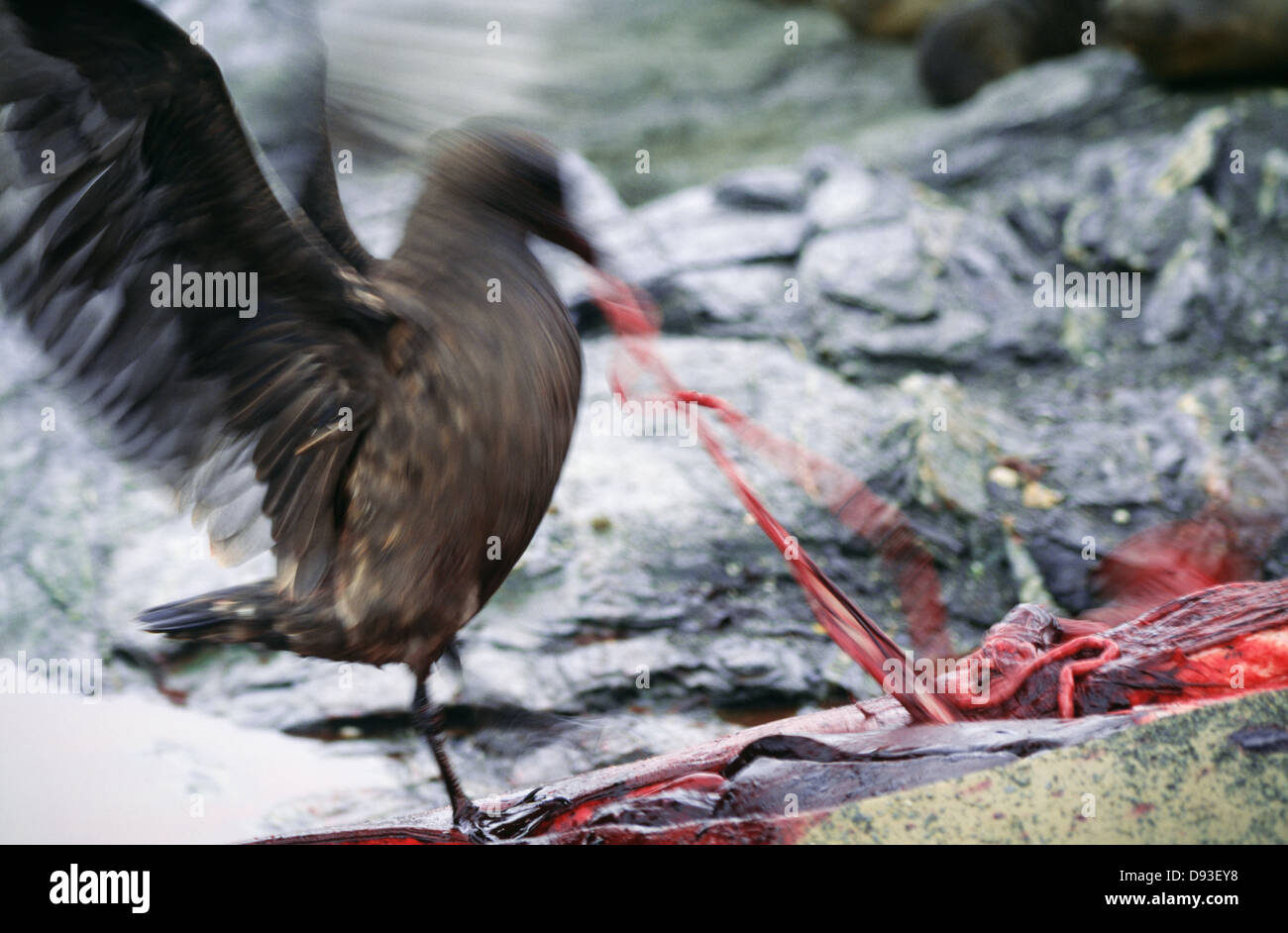 Vögel ernähren sich von Fleisch von Steinen, Bewegungsunschärfe Stockfoto