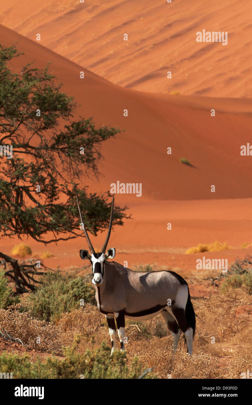 Oryx (Oryx) und Sanddünen, Namib-Naukluft-Nationalpark, Namibia, Afrika Stockfoto