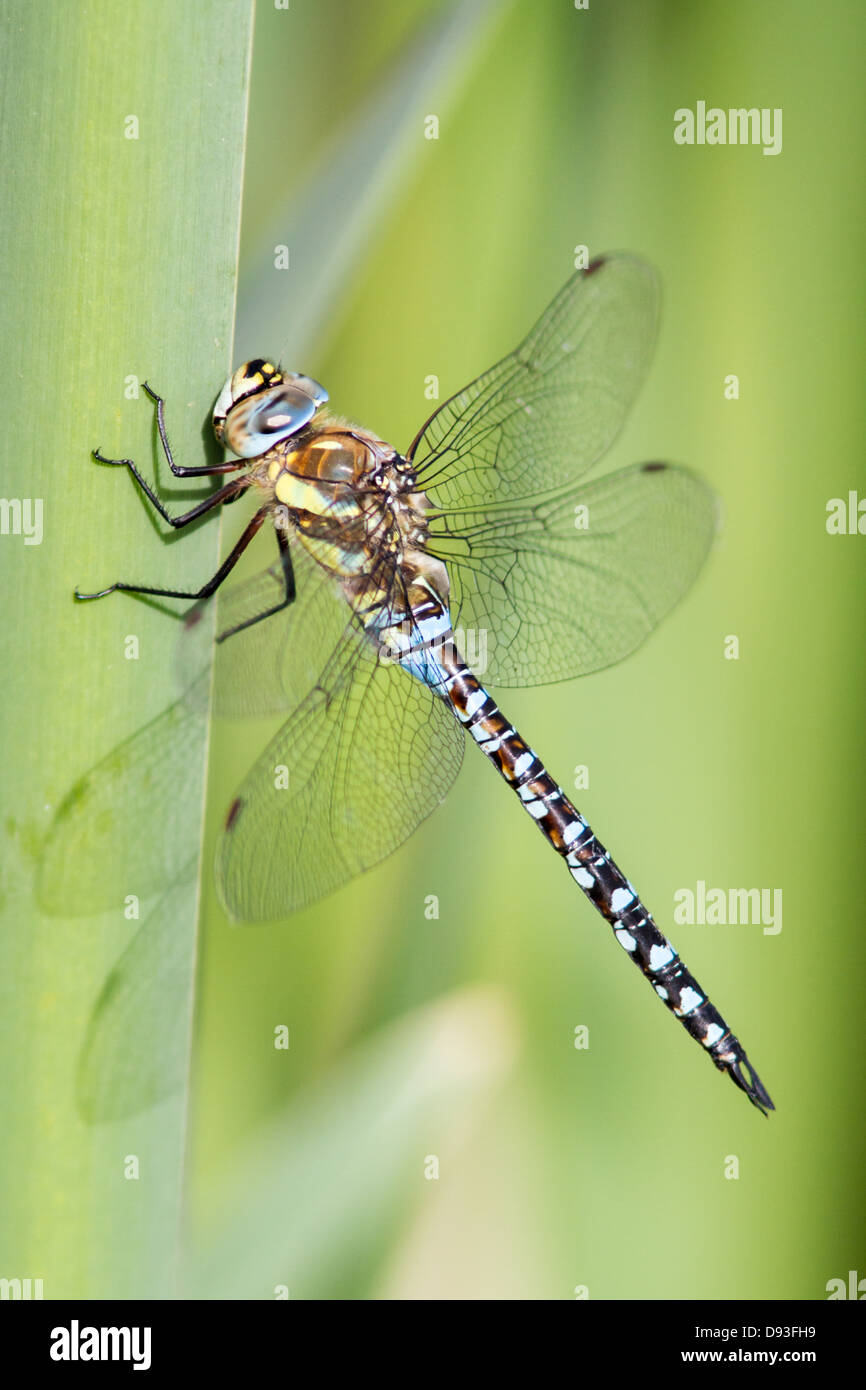 Thront männliche Migranten Hawker (aeshna Mixta) Stockfoto