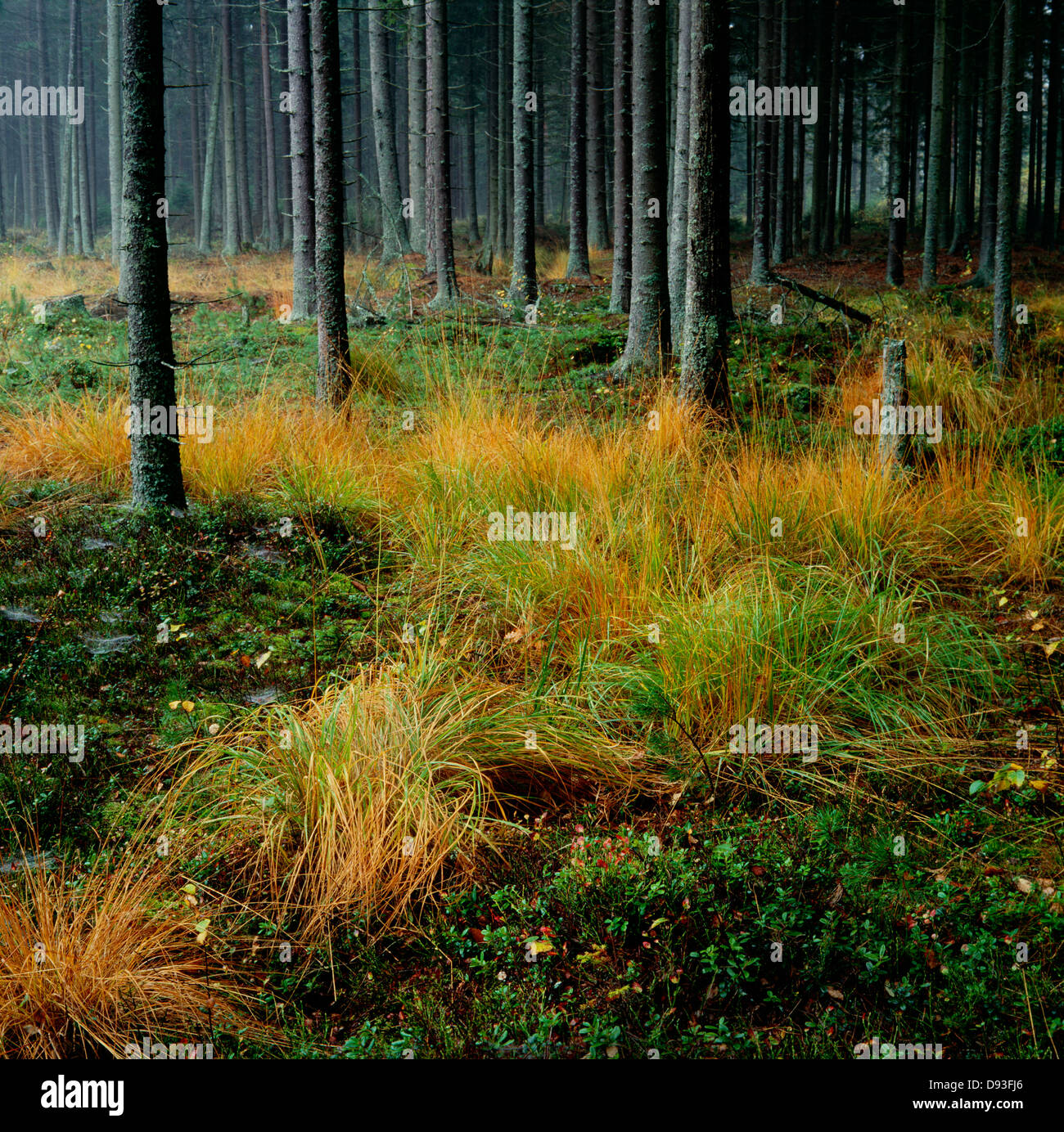 Herbst im Fichtenwald Stockfoto