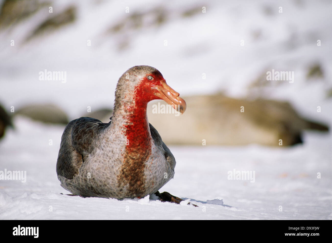 Vogel im Schnee Stockfoto