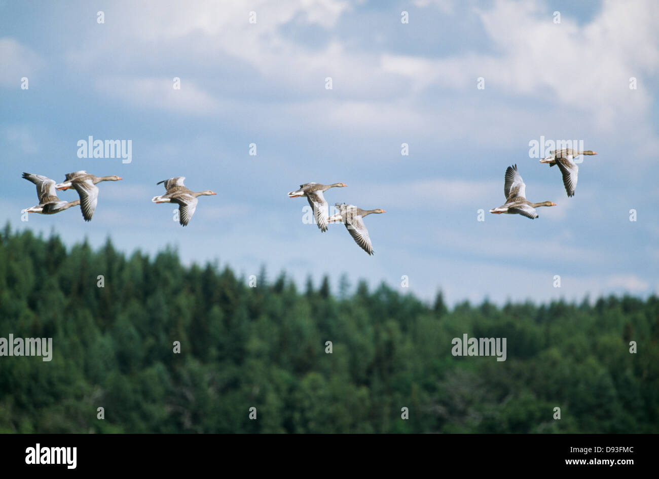Vögel fliegen über dem Wald Stockfoto