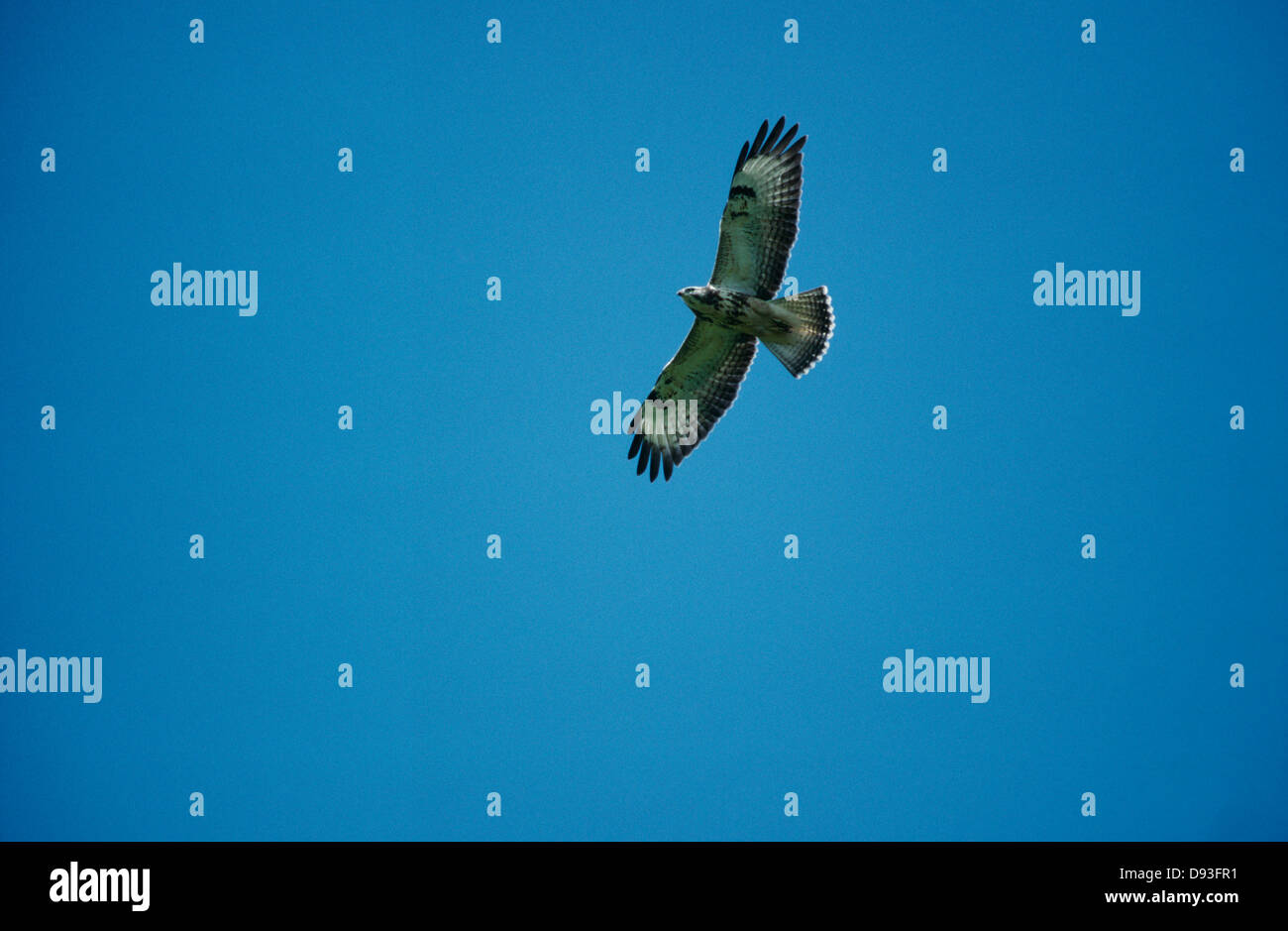 Mäusebussard im blauen Himmel fliegen Stockfoto