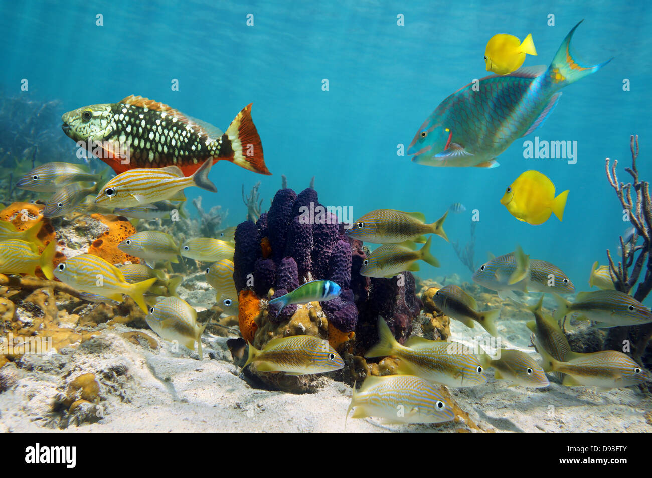 Farbenfrohe Unterwasserwelt in einem Korallenriff mit tropischen Fischen rund um Röhrenschwämmen Stockfoto