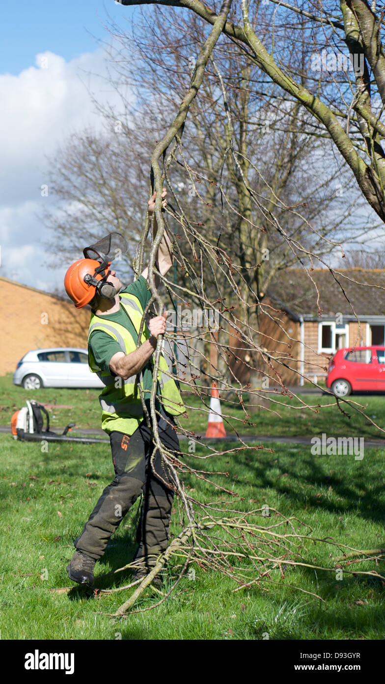 Waldarbeiter trimmt einen beschädigte Zweig von einem Baum Stockfoto