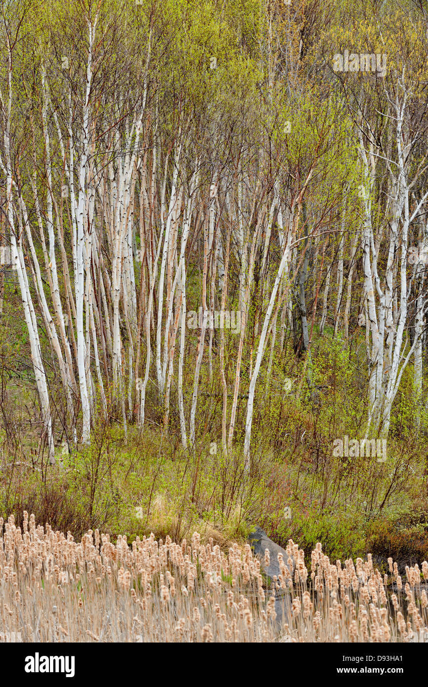 Junge Weiße Birken am Rande einer Rohrkolben Marsh Greater Sudbury Ontario Kanada Stockfoto