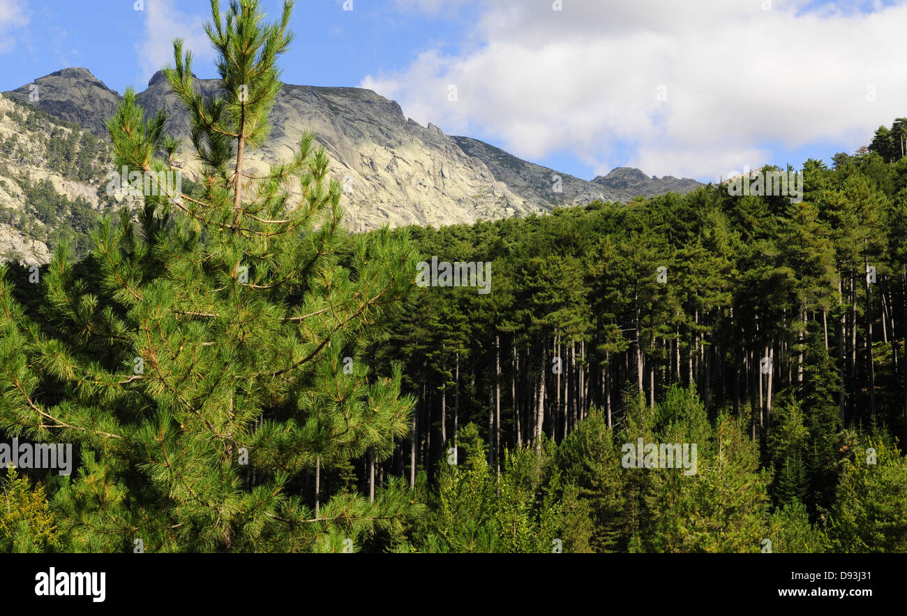 Forêt d'Aitone, Black Pine Forest, Les Deux-Sevi, Korsika, Frankreich Stockfoto