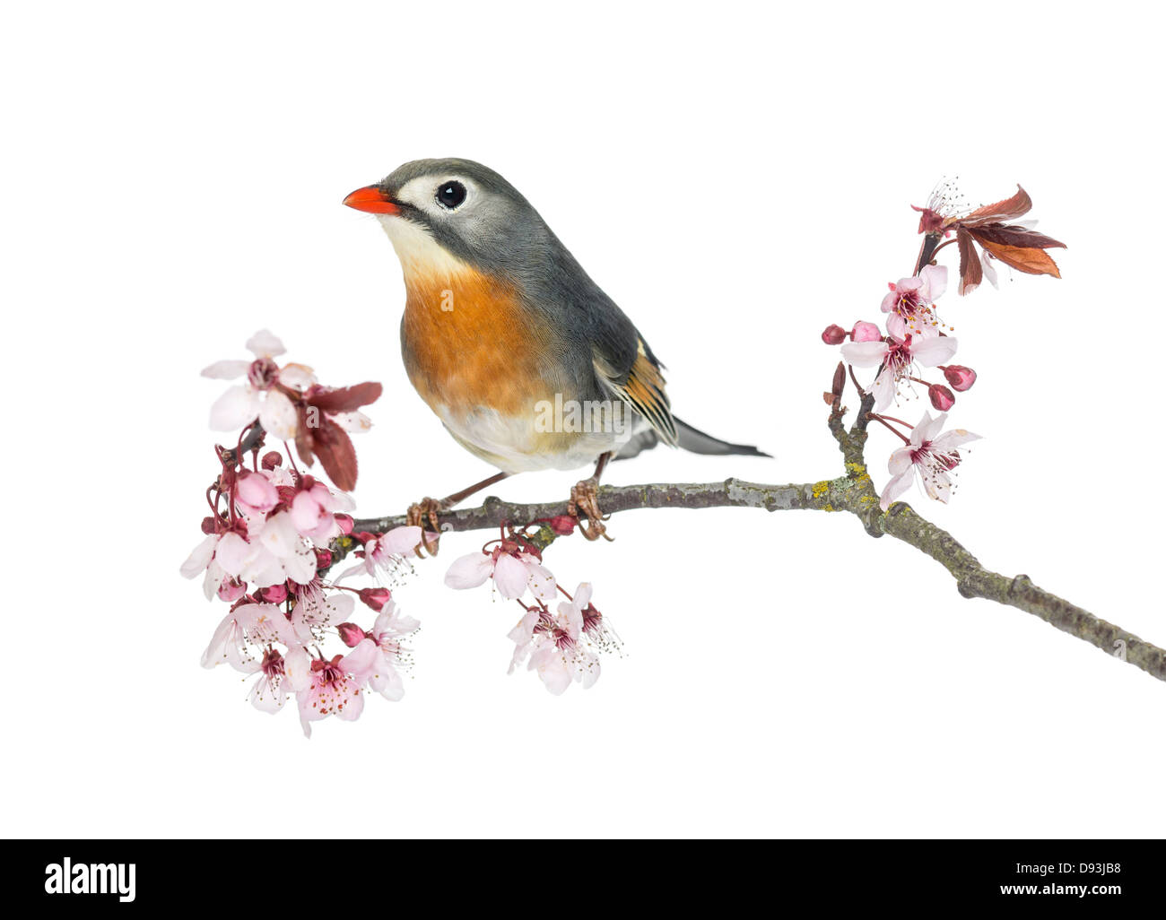 Rot-billed Leiothrix, Leiothrix Lutea, thront auf einem Ast vor weißem Hintergrund Stockfoto