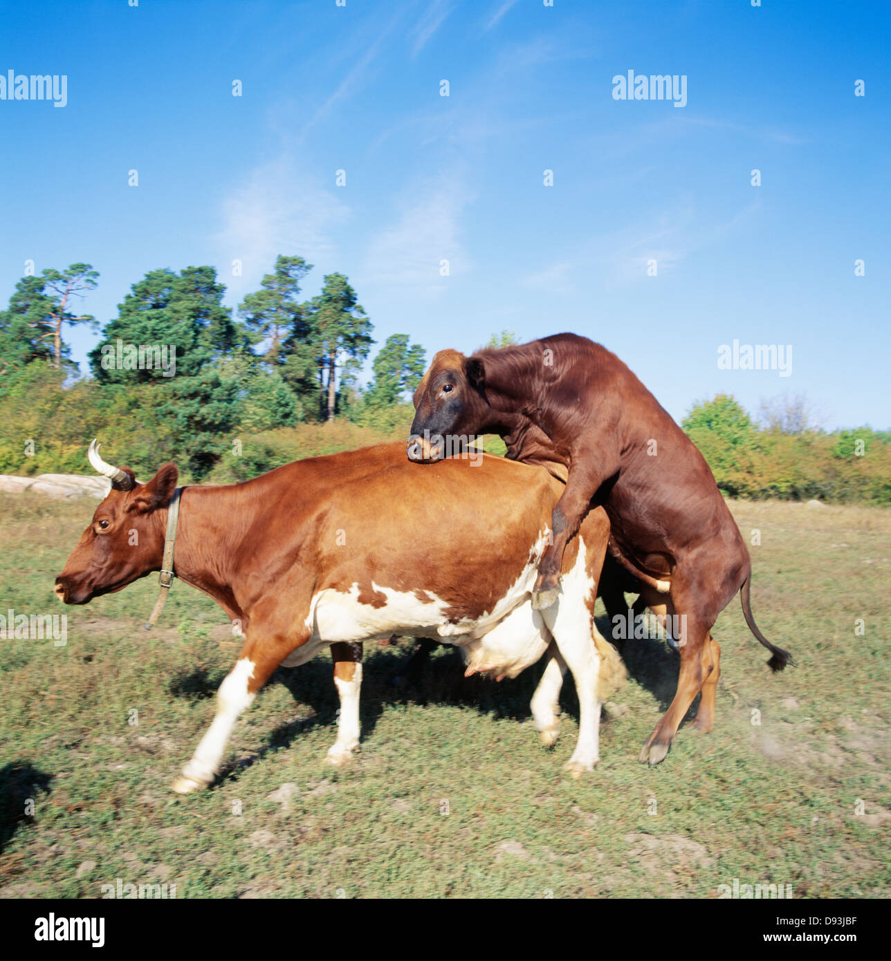 Kuh und Stier Paarung Stockfoto