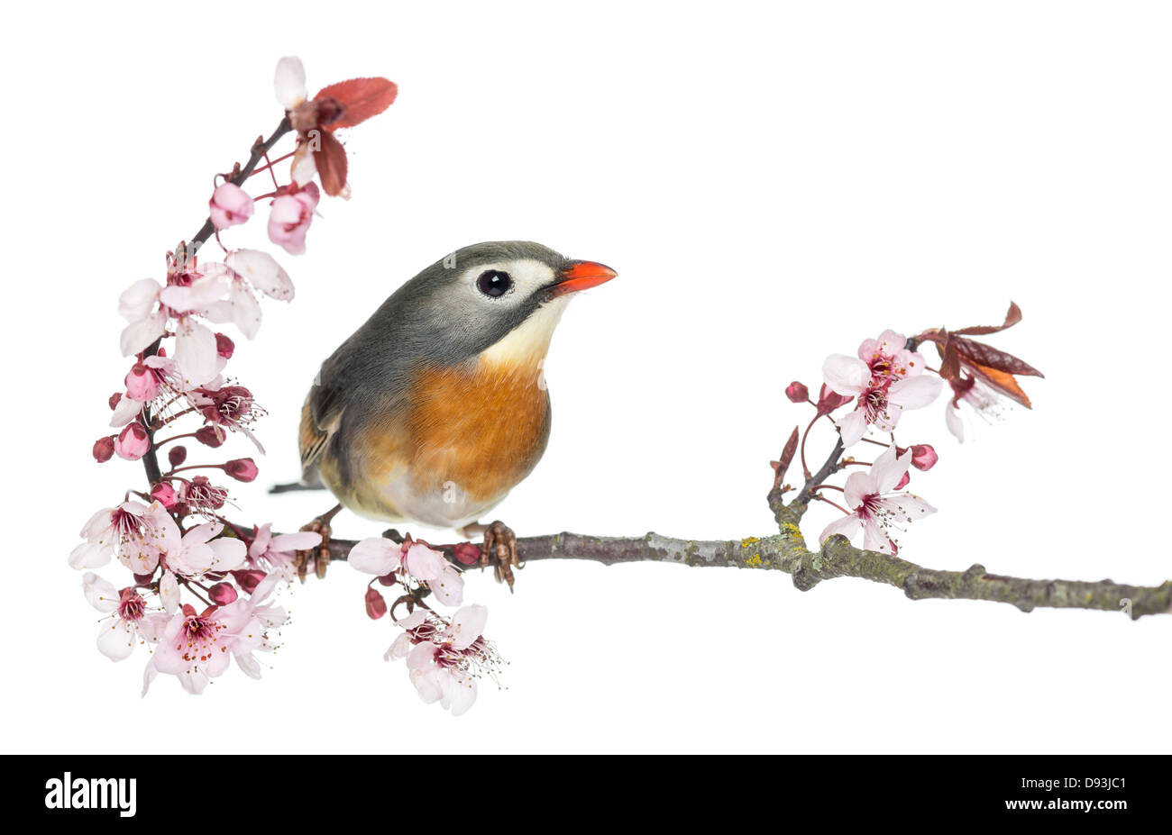 Rot-billed Leiothrix, Leiothrix Lutea, thront auf einem Ast vor weißem Hintergrund Stockfoto