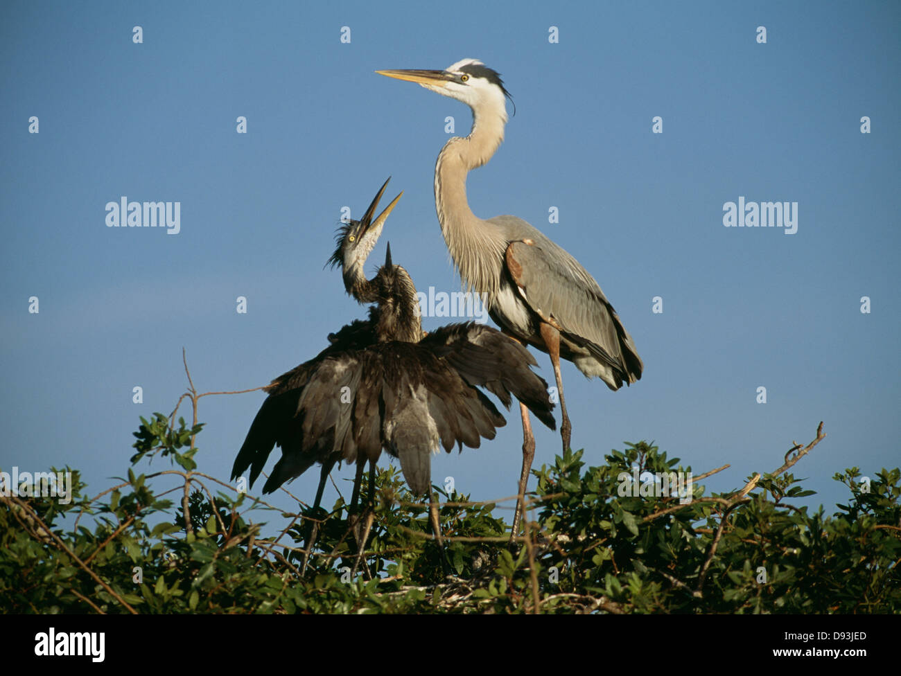 Zwei Heron Vögel auf Baum Stockfoto
