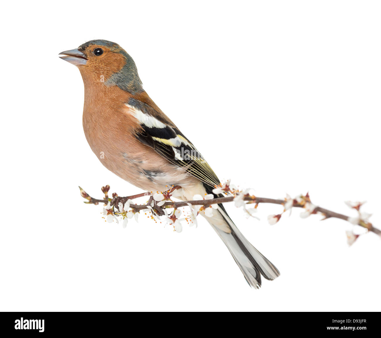 Gemeinsamen Buchfink, Fringilla Coelebs, thront auf einem Ast und singen vor weißem Hintergrund Stockfoto