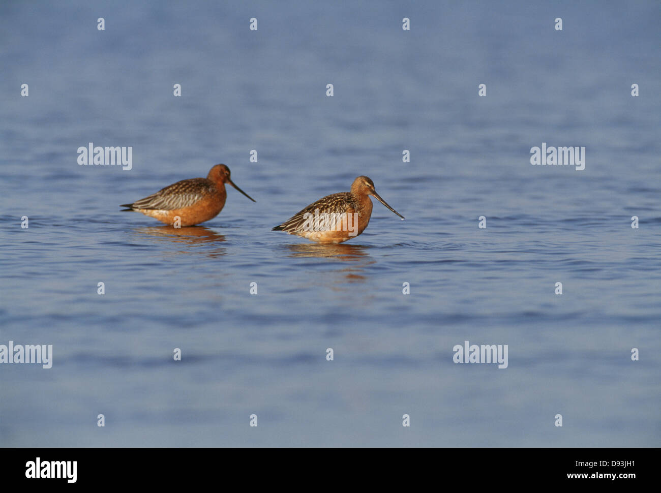 Blick auf zwei Bar-tailed Uferschnepfe auf dem Wasser Stockfoto
