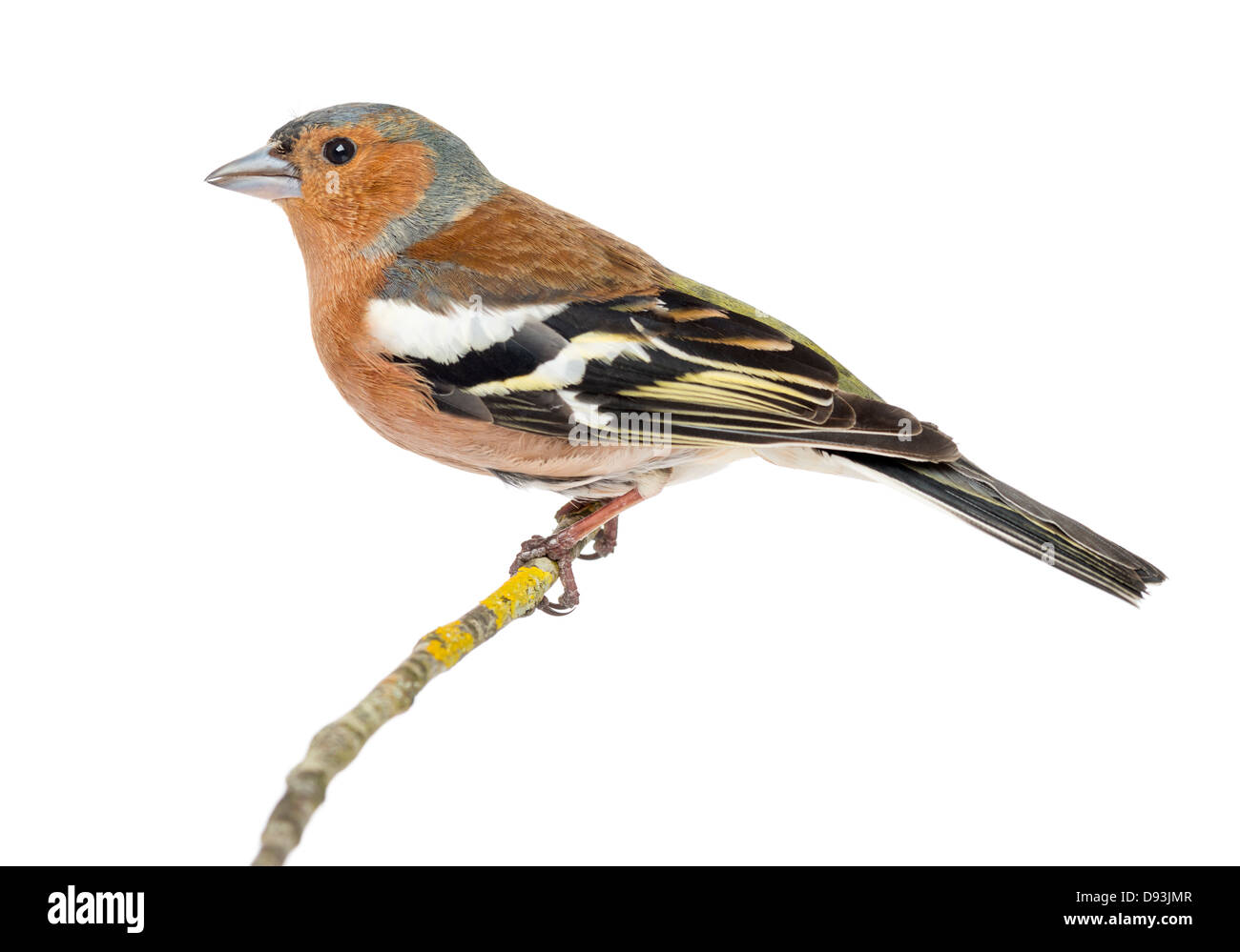 Gemeinsamen Buchfink, Fringilla Coelebs, thront auf einem Ast vor weißem Hintergrund Stockfoto