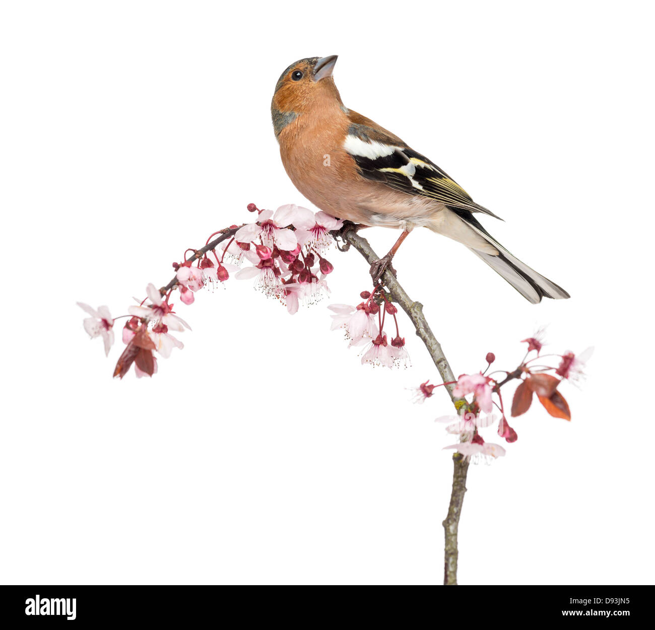 Gemeinsamen Buchfink, Fringilla Coelebs, thront auf einem Ast vor weißem Hintergrund Stockfoto